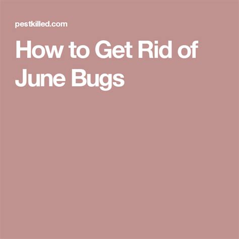 How To Get Rid Of June Bugs June Bug Natural Pest Control Bugs