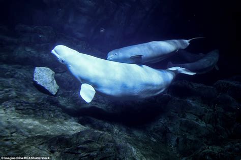 Three Baby Beluga Whales Swim Alongside Their Mothers As They Greet The