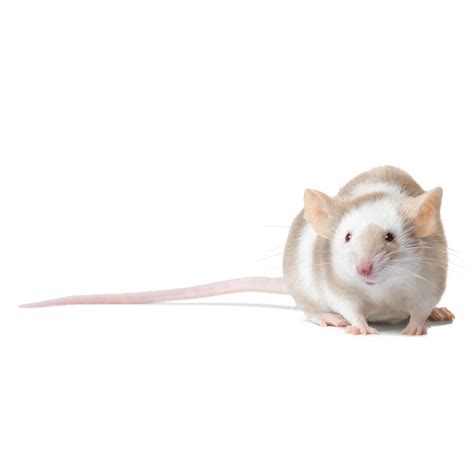 Female Fancy Mouse For Sale Live Small Pets Petsmart