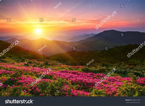 Sunrise Mountains Flowers Bilder Stockfotos Und Vektorgrafiken
