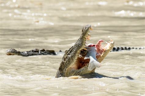 Saltwater Crocodiles Feeding On Fish In The Wild