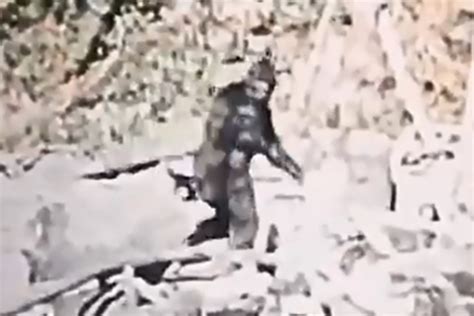 Clearest Bigfoot Sighting Yet As Famous 1967 Pattersongimlin Footage