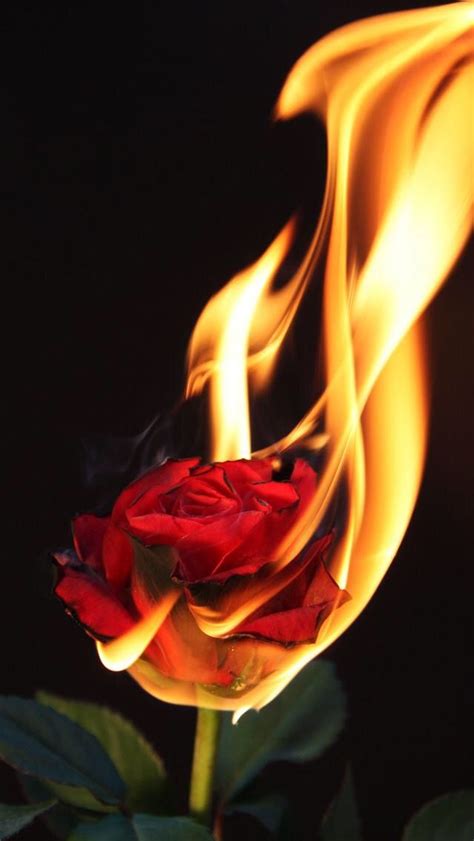 A Red Rose With Yellow Flames In The Background