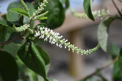 I've had my sweet almond bush for several years now and keep it potted. Sweet Almond Bush (Aloysia virgata) in Lafayette ...