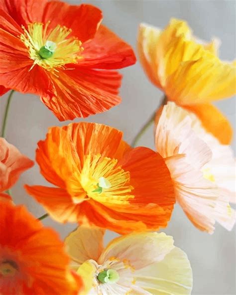 Orange And Yellow Poppies Flowers New Paint By Numbers Paint By