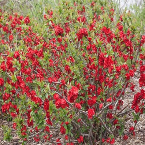 Maybe you would like to learn more about one of these? Chaenomeles Speciosa Color Choice Scarlet Storm Double ...