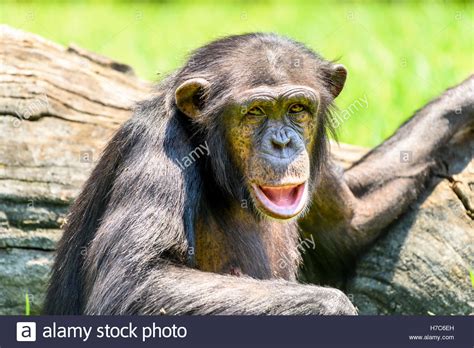 African Chimpanzee In Tree Portrait Stock Photo Alamy