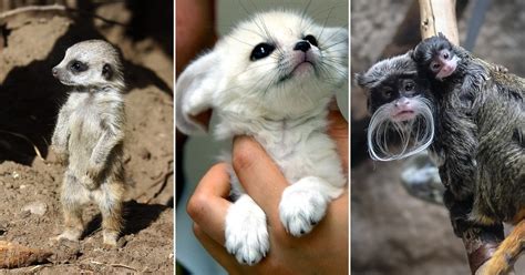 20 Of The Cutest Baby Animals From All Over The World