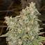 Banana Kush Live Plant Marijuana Strain Best Weed Denver Colorado The 