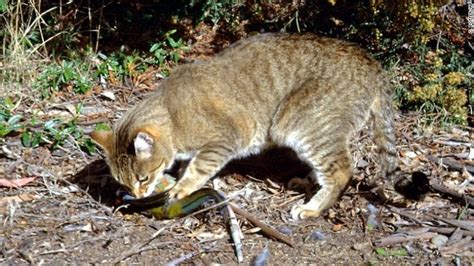 Australia Is Detemined To Cull Two Million Feral Cats By 2020