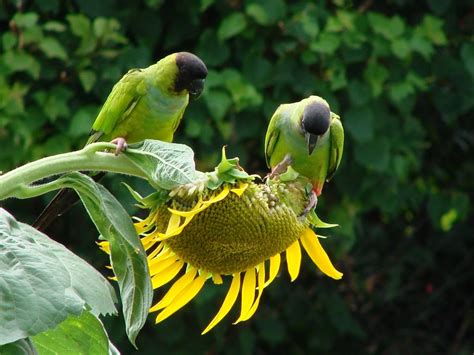 File:Nandayus nenday -sunflower seeds -Sarasota, USA ...