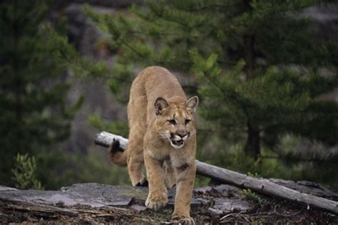 Jogger Fends Off Cougar Attack On Vancouver Island