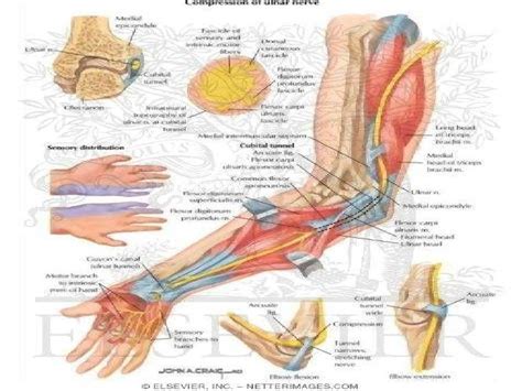 Anatomy Of Radialmedian Andulnar Nerve