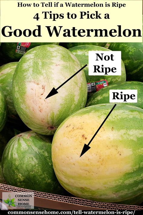 Luckily for me the cantaloupe makes it easy. How to Tell if a Watermelon is Ripe - 4 Tips to Pick a ...
