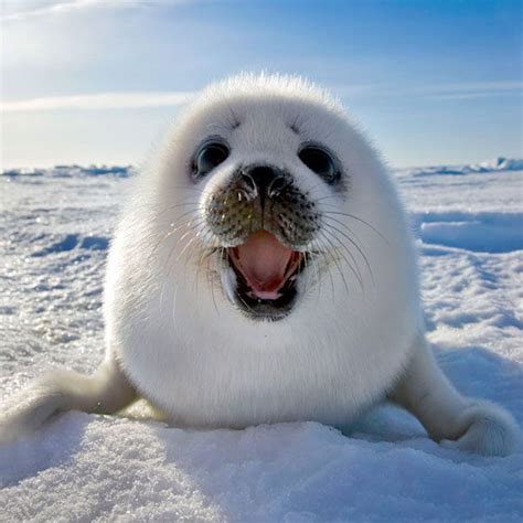 Smiling Baby Seal Picture Cute Animals Cute Baby Animals Animals