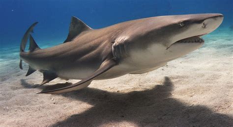 The Top 10 Coolest Sharks In Australia According To Our Shark Editor