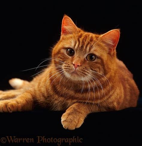 Ginger British Shorthair Cat Photo British Shorthair Cats Domestic