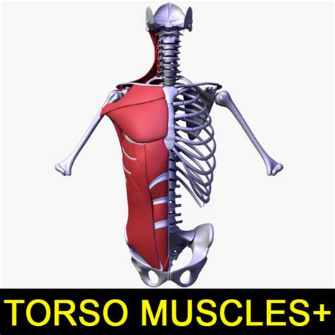 Torso Muscles Of The Human Body 3d Model 33 Lwo 3ds Obj Ma Max