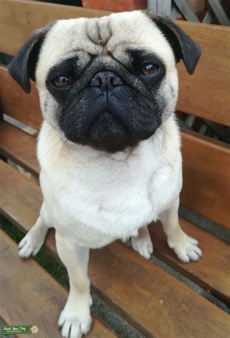 Pedigree Fawn Male Pug Stud Dog In North East Guernsey Breed Your Dog