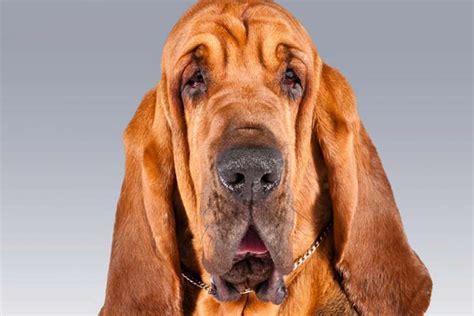 Bloodhound Dog Breed Information American Kennel Club