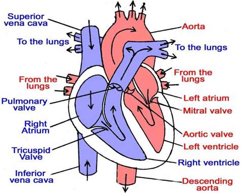 Heart Anatomy Blood Flow Diagram