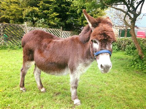The Isle Of Wight Donkey Sanctuary Isle Of Wight