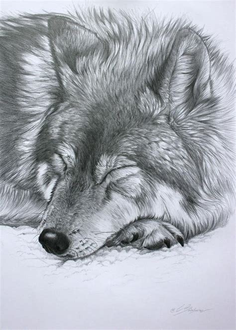 Sleeping Wolf By Lucy Swinburne Pencil Drawings Of Animals Realistic