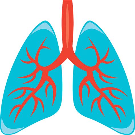 Lungs Clipart Printable Lungs Printable Transparent F