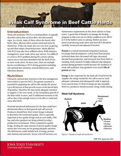 Weak Calf Syndrome In Beef Cattle Herds