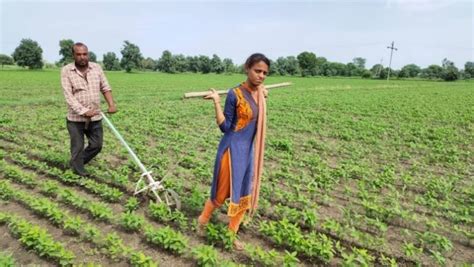 Mp Cash Crunch Forces Farmers Daughters To Push Plough In Fields Amid