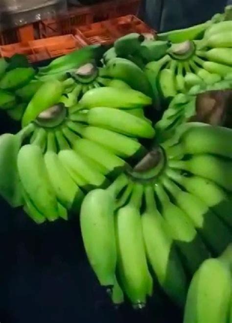 Green Organic Yelakki Banana Shelf Life 2 Weeks Packaging Size