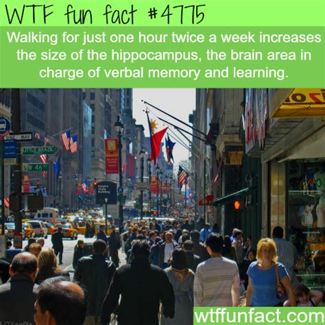The Benefits Of Walking Wtf Fun Facts