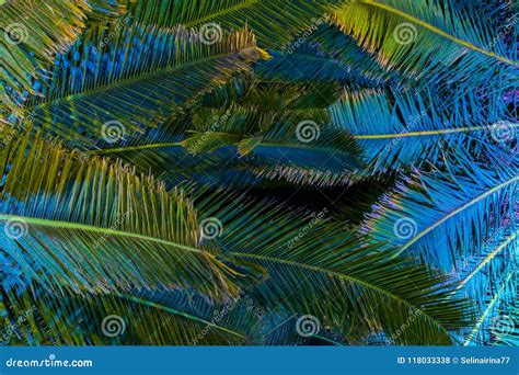 Illuminated Palm Trees At Night Tropical Background Stock Photo