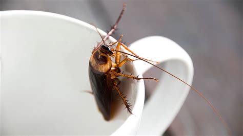 Pest Control Company Offers 2000 To Release 100 Cockroaches Into