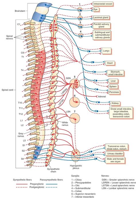 Nerve Innervation Of The Thoracic Spine The Autonomic Nervous System