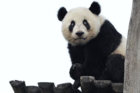 Priceless By Josef Gelernter 500px Panda Bear Panda Love Cute Panda
