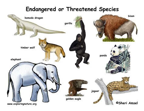 Loss of habitat and loss of genetic variation. Endangered Species Poster