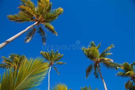 Coconuts Palm Trees Perspective View From Floor High Up Stock Image