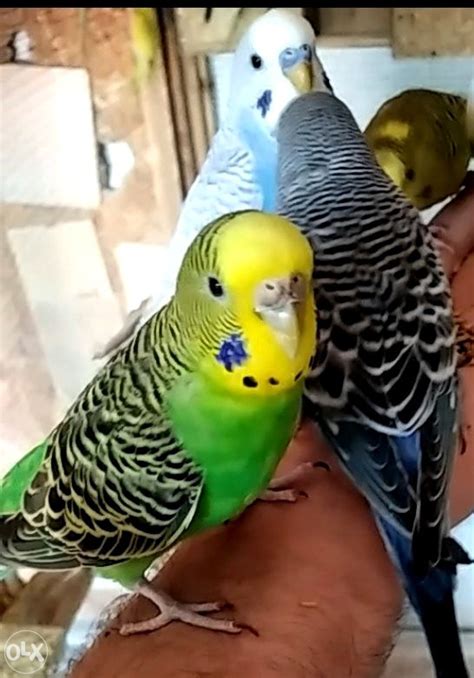 Papagaji Tigrice Pitome Itati Pod Detaljno Ivotinje Ptice