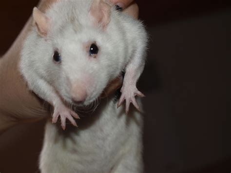 Comment Bien S Occuper D Un Husky - Comment bien s'occuper d'un rat ? - question Rat - Wamiz