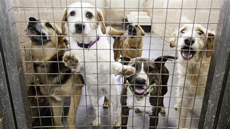 Kentucky Animal Shelters Reduce Adoption Fees