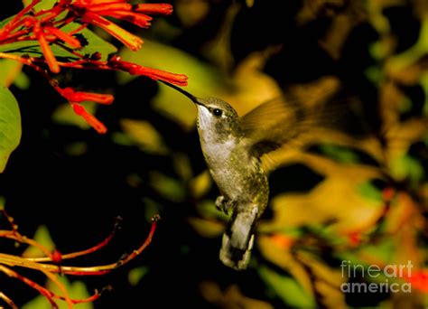Hummingbird In Motion Photograph By Amy Sorvillo Fine Art America