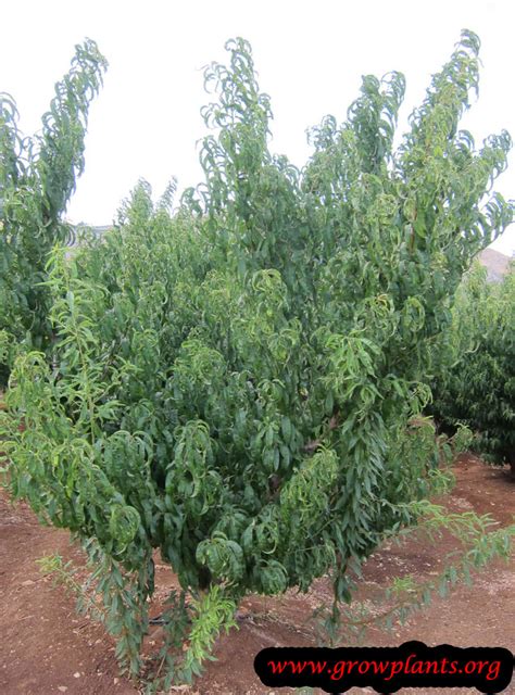 Peach tree is a locality in utah and has an elevation of 1383 metres. Peach tree - How to grow & care