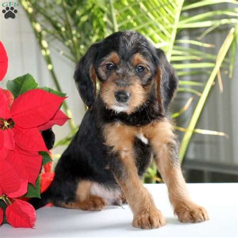Happy puppies come from real, family breeders. Poogle Puppies For Sale - Poogle Breed Profile ...