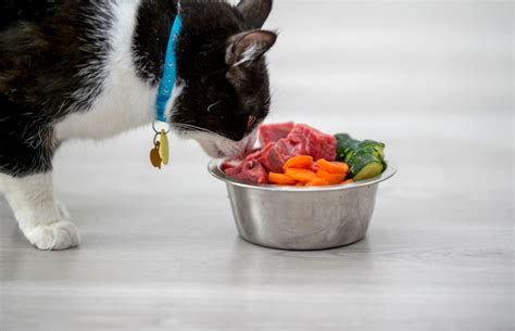 Can Cat Eat Dog Food Safely