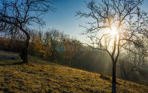 Sunrise Autumn Trees Stock Images Download 46482 Royalty Free Photos