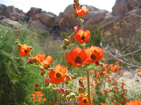 Flower In The Desert