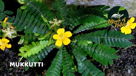 മുക്കുറ്റിയുടെ ഔഷധഗുണങ്ങൾ Medicinal Plant Mukkutti Youtube