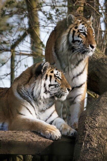 Tigre Siberiano Panthera Tigris Altaica Foto Premium