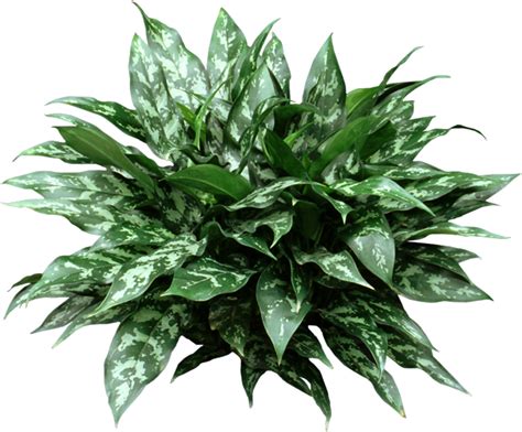 Water the soil well and then allow it to fully dry before the next watering. Chines Evergreen Plant | Plants grown in water, Chinese ...